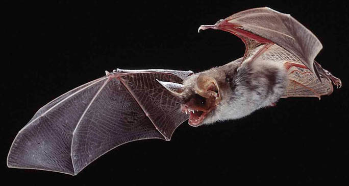 7026175-A-close-up-del-murci-lago-peque-o-Aislados-en-kFoto-de-archivo