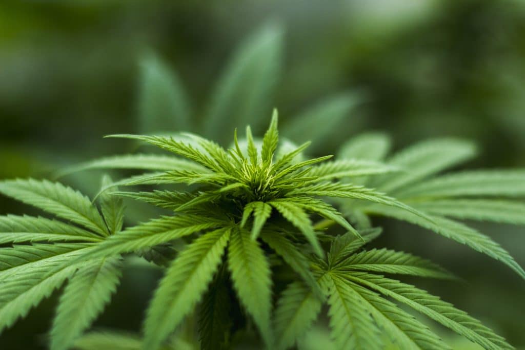 canales de youtube sobre marihuana