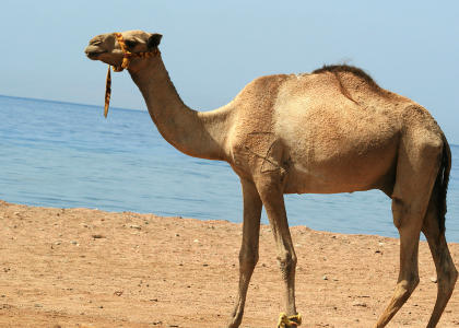 camellos nadando