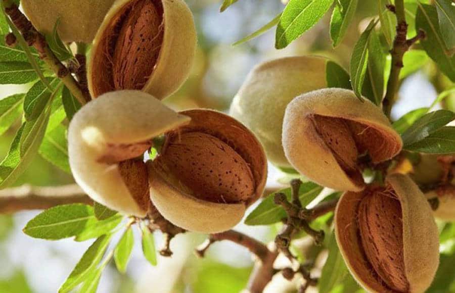 comer almendras