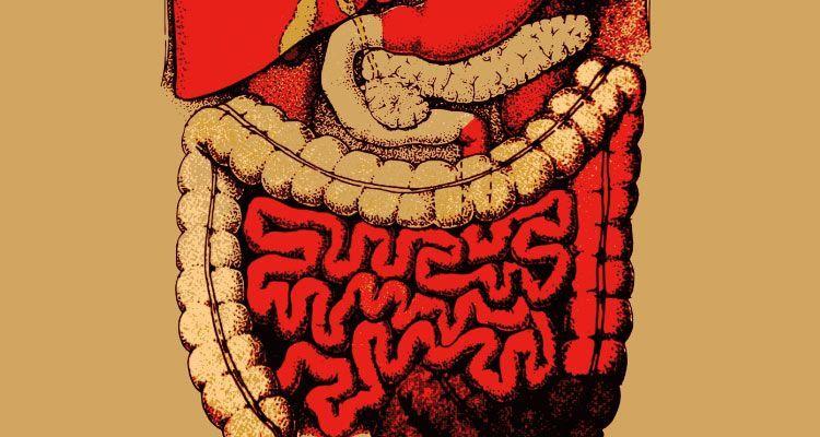 El proceso de digestión