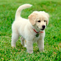 Los perros tristes también mueven el rabo