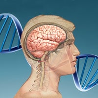 ¿Es genética la inteligencia?
