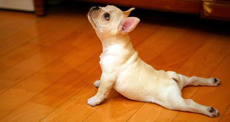 Los animales también hacen yoga