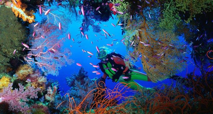 Buceo de alta gama en Roatán