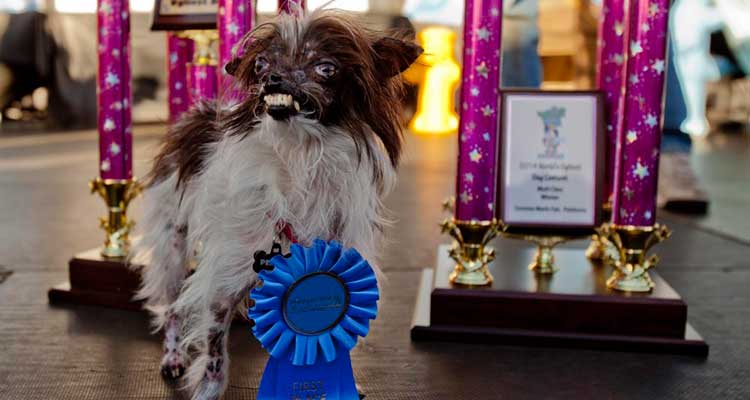 Peanut, el perro más feo del mundo