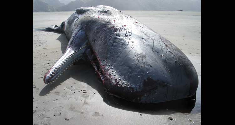 Lo que las petroleras no te cuentan