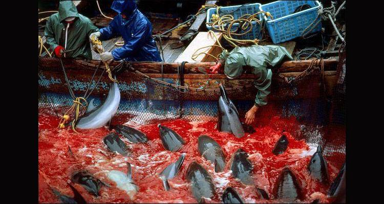 Taiji: un mar de sangre