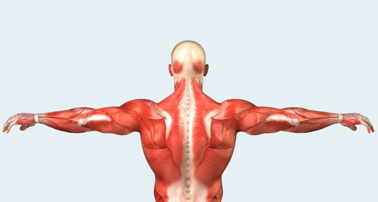 Las fibras musculares