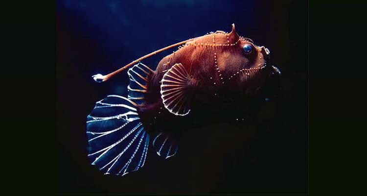 Viaje a las profundidades: Galería