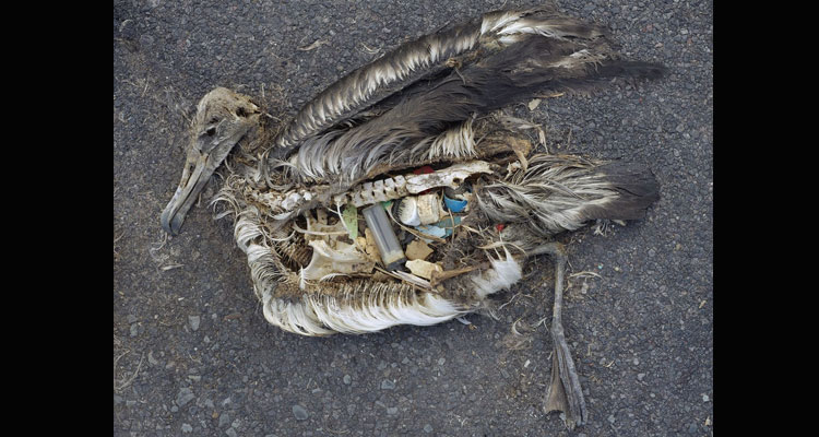 Océanos: sopas de plástico