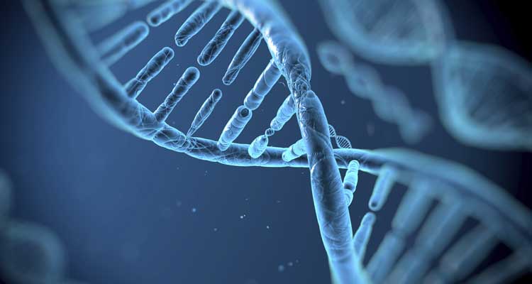 ¿Qué son las células madre?