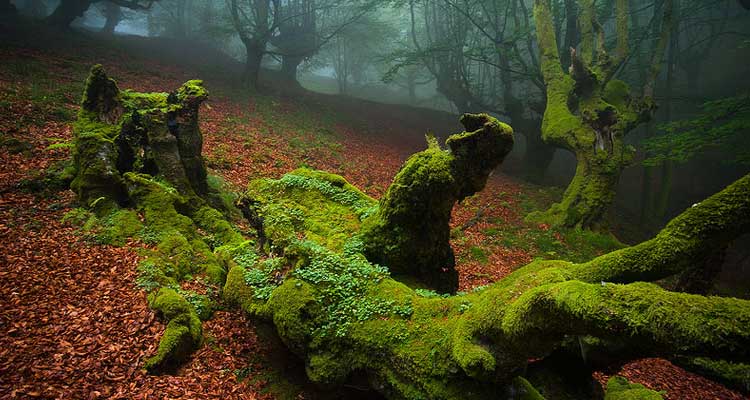 Cómo orientarte si te pierdes