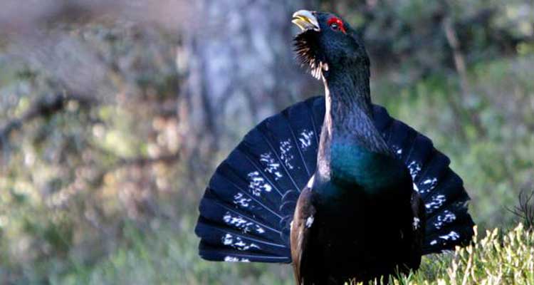 El urogallo cantábrico