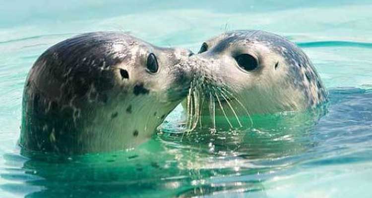 ¿Focas en el Mediterráneo?