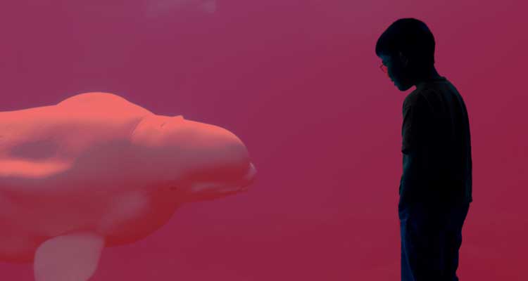 La vida en una piscina: cetáceos en cautividad