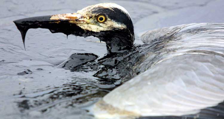 Petróleo y medio ambiente