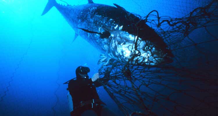 El atún rojo: ¡Tú puedes salvarlo!