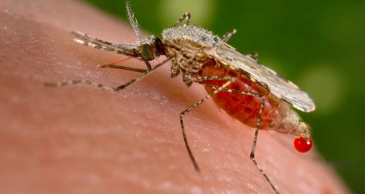 Malaria: la enfermedad de los pobres