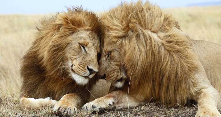 Homosexualidad: no solo en humanos