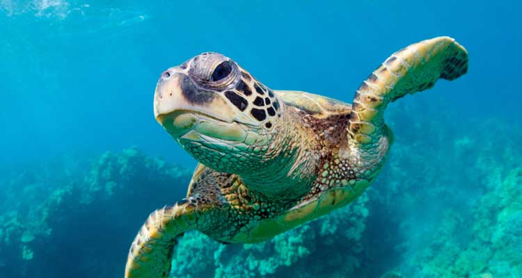 La fascinante vida de las tortugas marinas