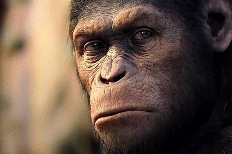 Nosotros los primates