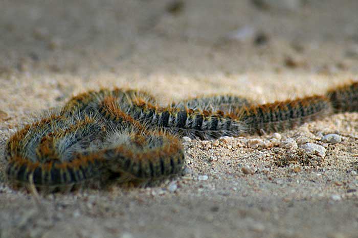 La procesionaria del pino