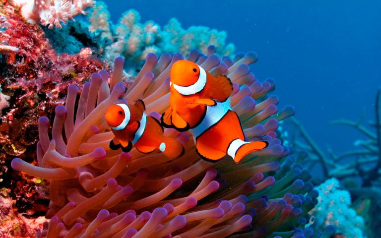 Los animales también cambian de sexo