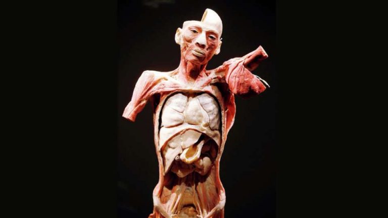 curiosidades cuerpo humano