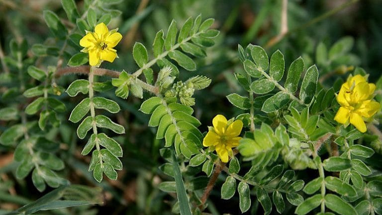 tribulus terrestris