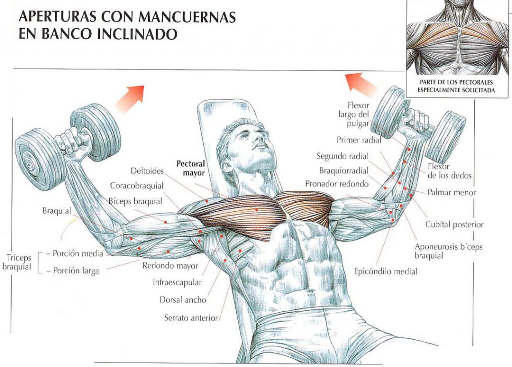 aperturas mancuernas pectorales