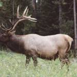 classic-magazine-thumb-16