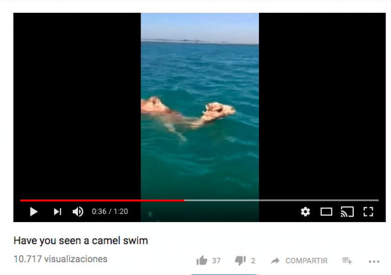 Camellos nadando: el impactante vídeo que se ha vuelto viral